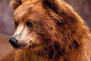 U komsomolsk-on-amuru, medvjed se smjestio na groblju U komsomolsk-on-amuru, medvjed se smjestio na groblju